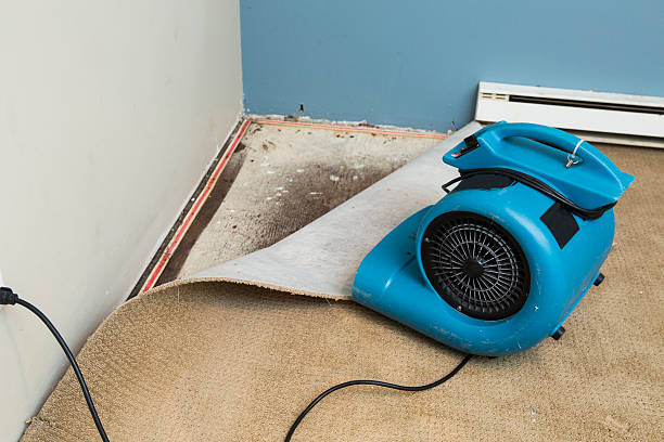 Best Mold removal after water damage  in Clinton, SC